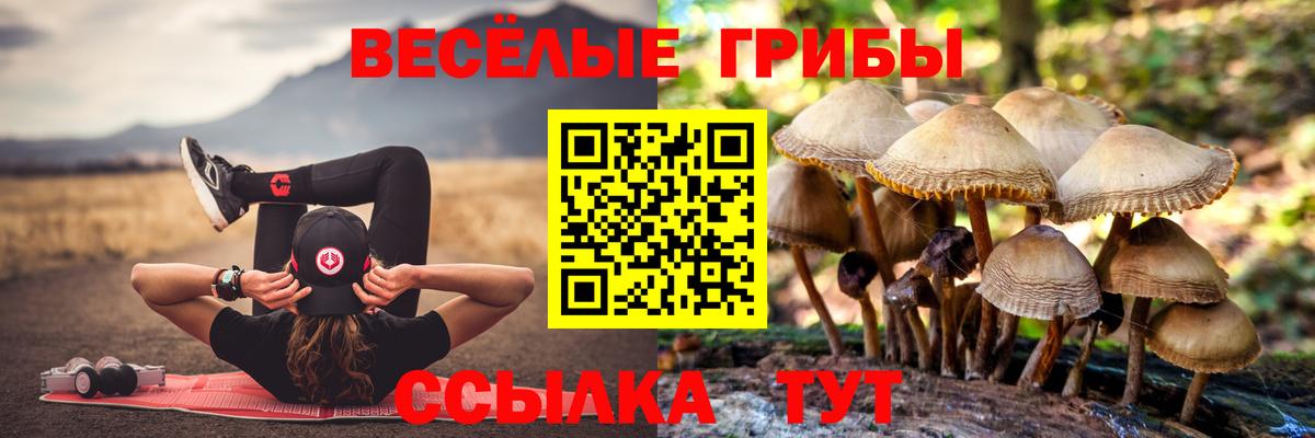 Энгельс  Галлюциногенные грибы Psilocybine cubensis  Вход с VPN 